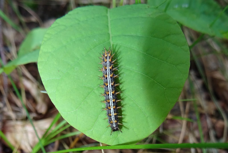 larva di Nymphalidae